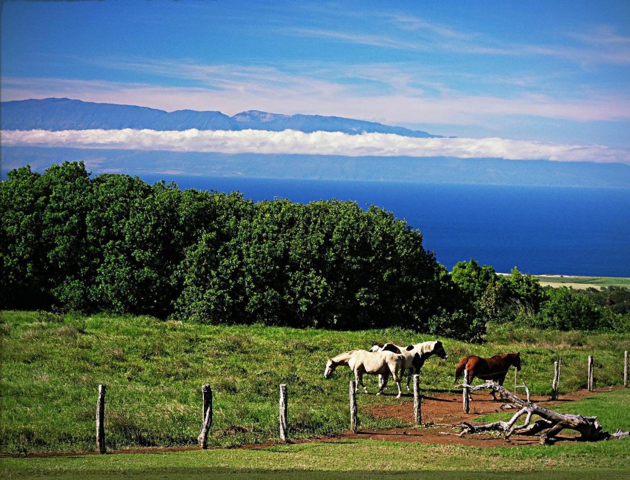 Kohala Lodge- Vacation Rental House Hawi Exterior foto